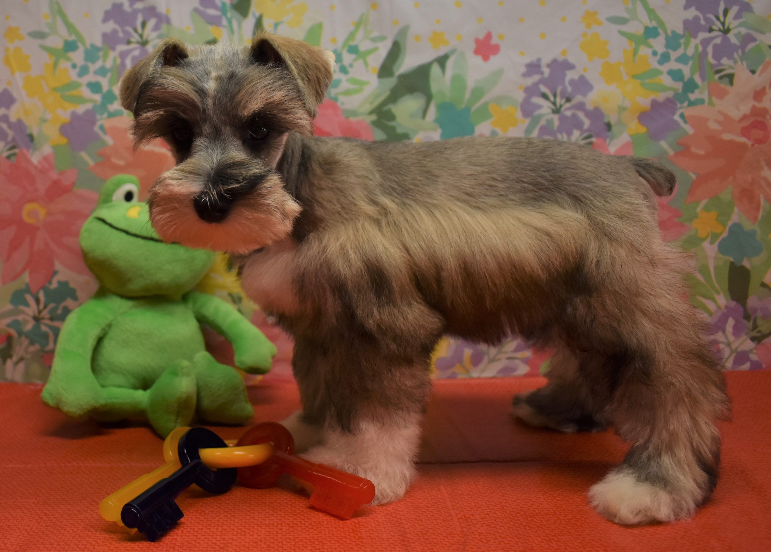 London – Noah's Rainbow Miniature Schnauzers